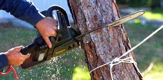 How Our Tree Care Process Works  in  Dover, NH