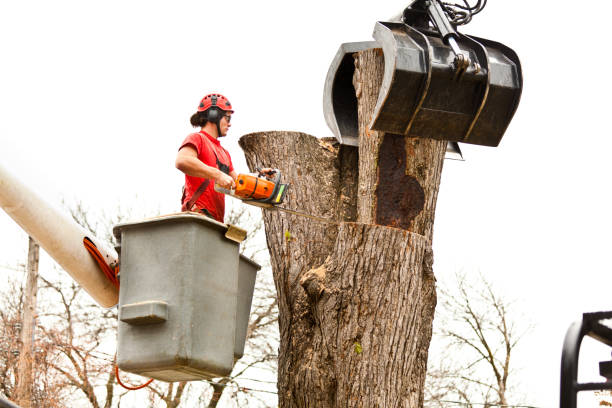 Professional Tree Care in Dover, NH